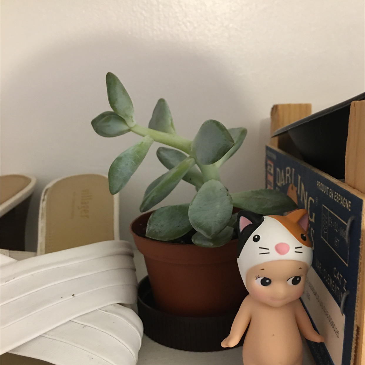 Photo of the plant species Variegated Jade by @linettetheplantdad named tori on Greg, the plant care app