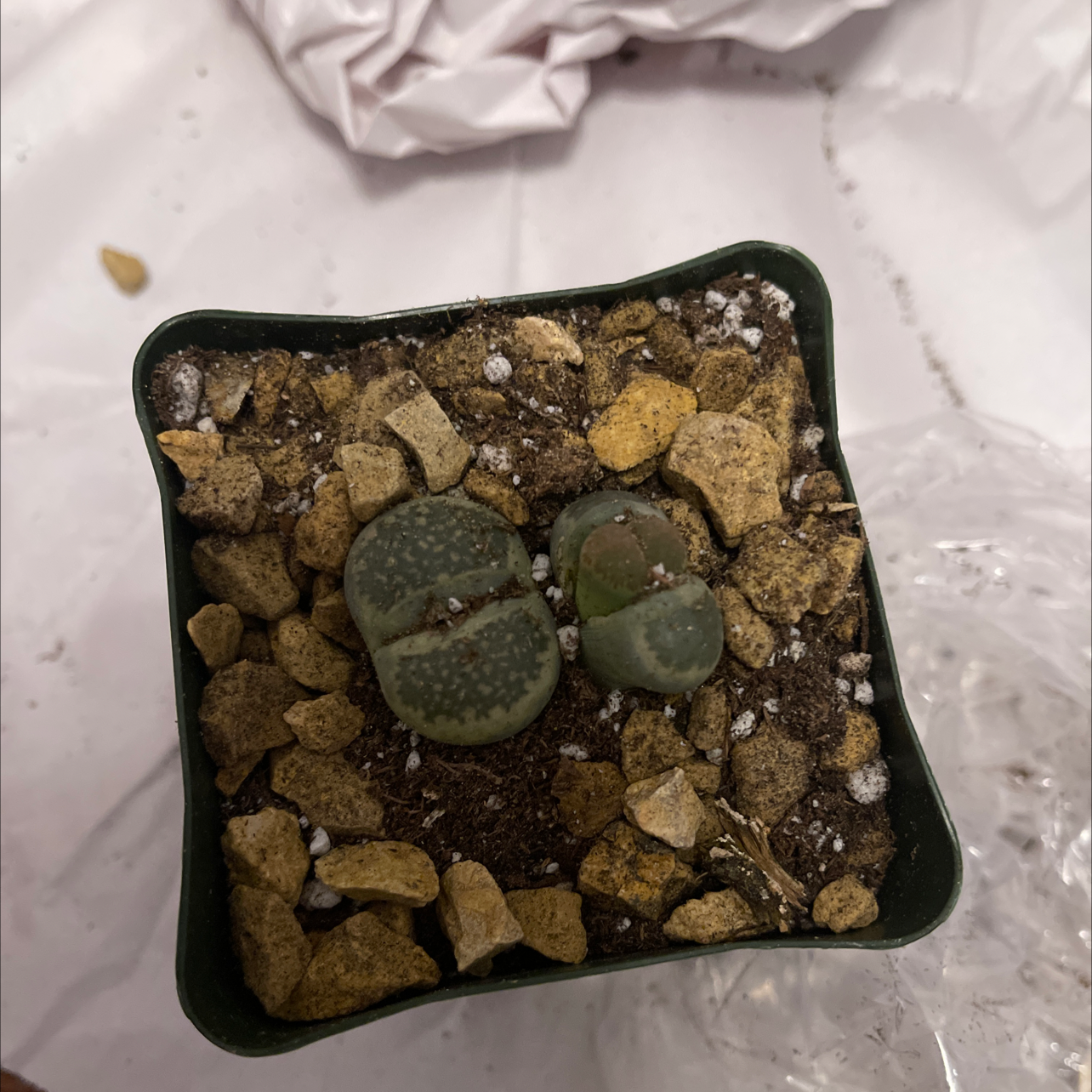 Lithops bromfieldii plant in a small pot with rocky soil, appearing healthy.