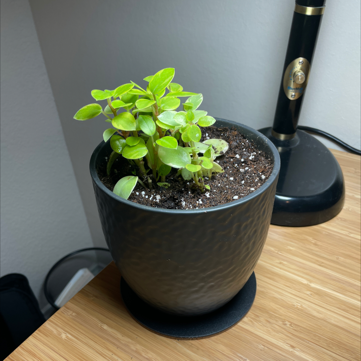 Variegated Teardrop Peperomia in a black pot on a wooden surface.