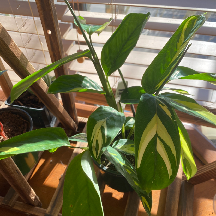 Golden Mosaic Plant with vibrant green and variegated leaves on a wooden shelf near a window.