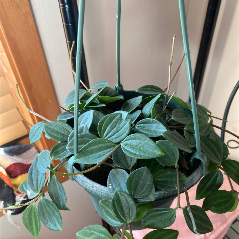 Hanging pot with a healthy Radiator Plant, vibrant green leaves, no visible soil or flowers.