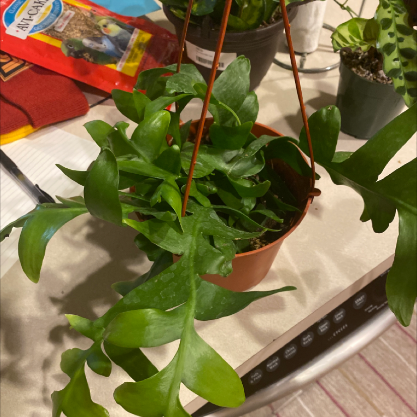 Shark fin cactus in a hanging pot with vibrant green leaves.