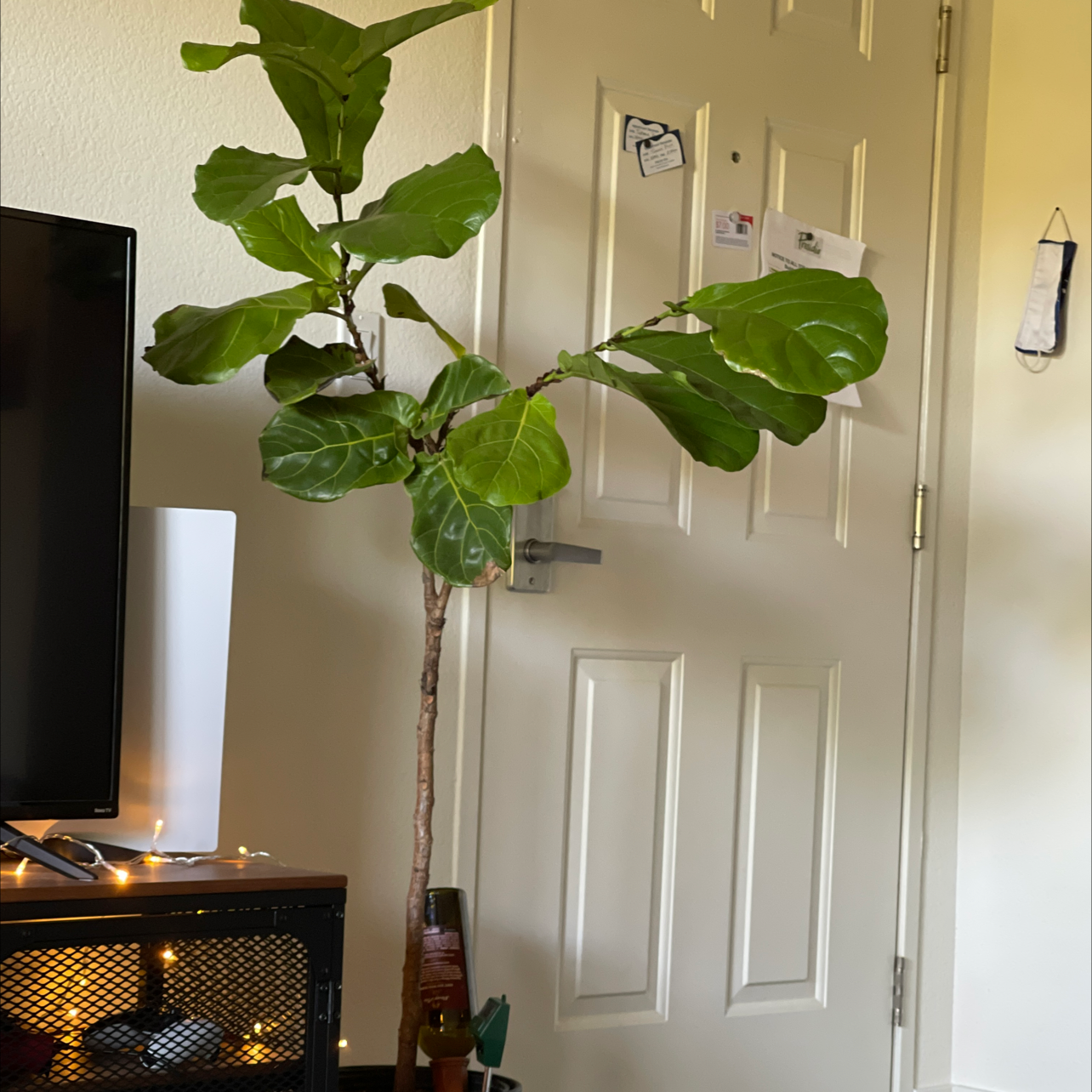 Fiddle Leaf Fig plant photo by Tiphanie named Greg on Greg, the plant care app.