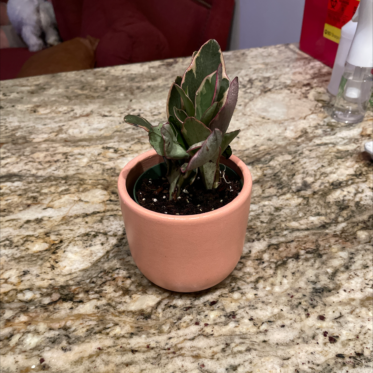Peperomia 'Ginny' plant in a terracotta pot on a granite countertop.