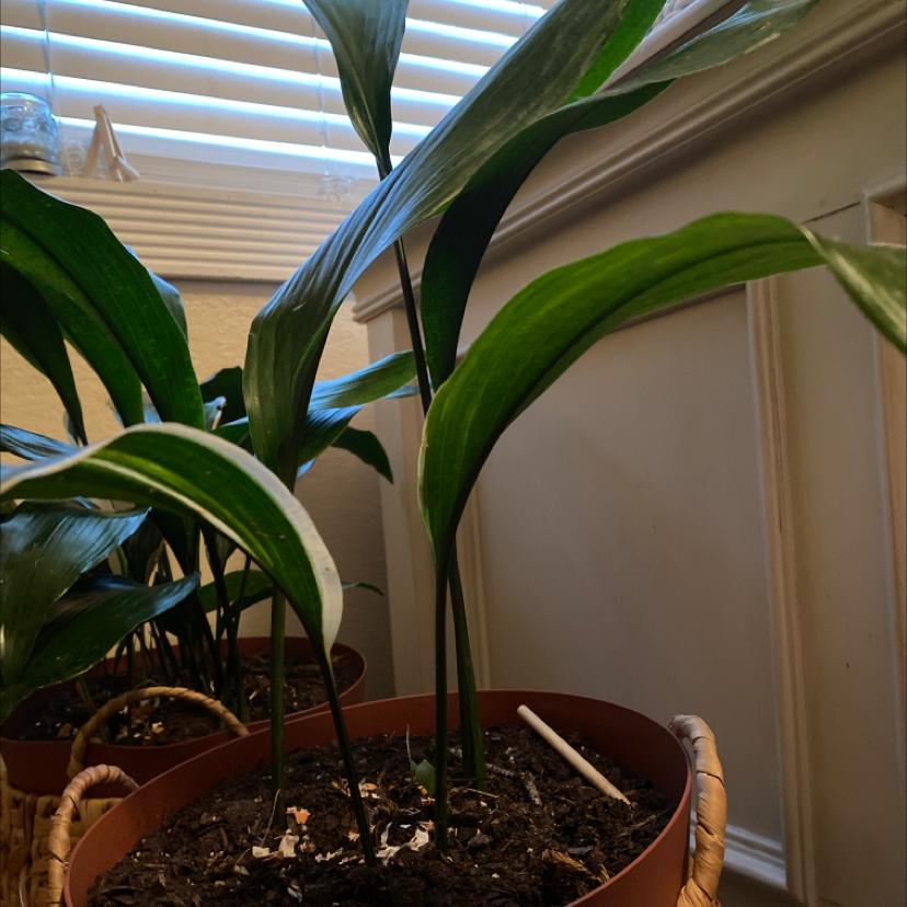 Cast Iron Plant plant photo by @TheBigMan named emerson on Greg, the plant care app.