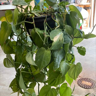 Heartleaf Philodendron plant in Lafayette, Indiana