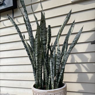 Snake Plant plant in Lafayette, Indiana