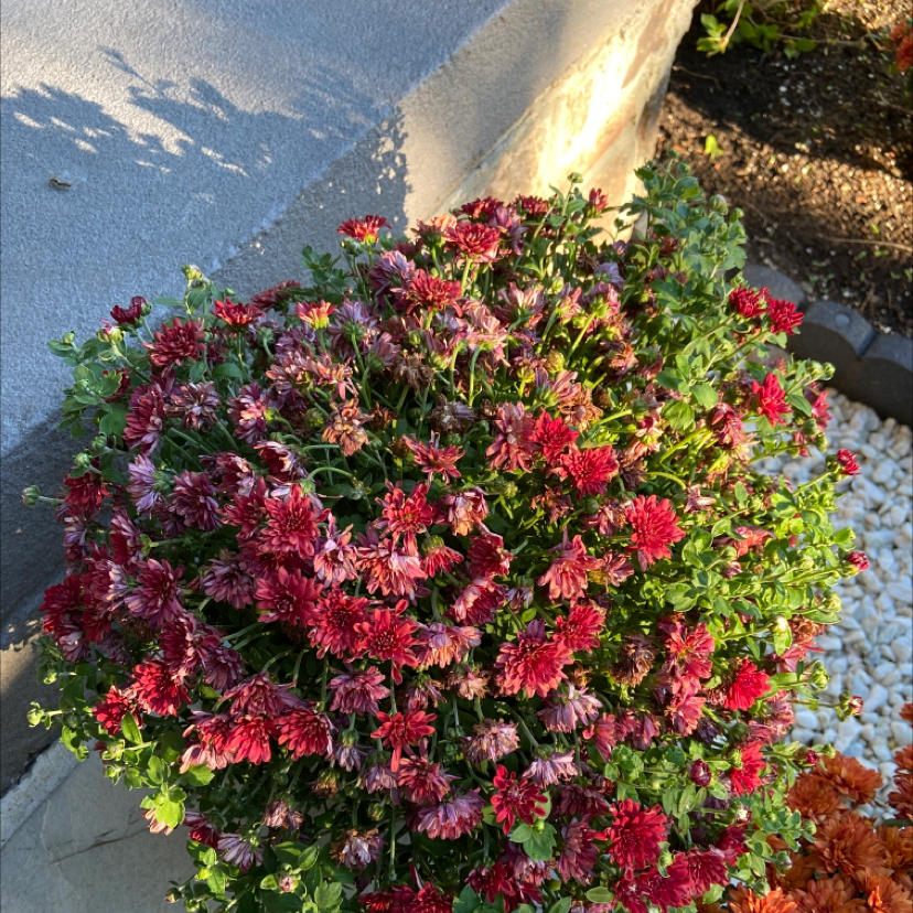 New England Aster with red flowers and green foliage in an outdoor setting.