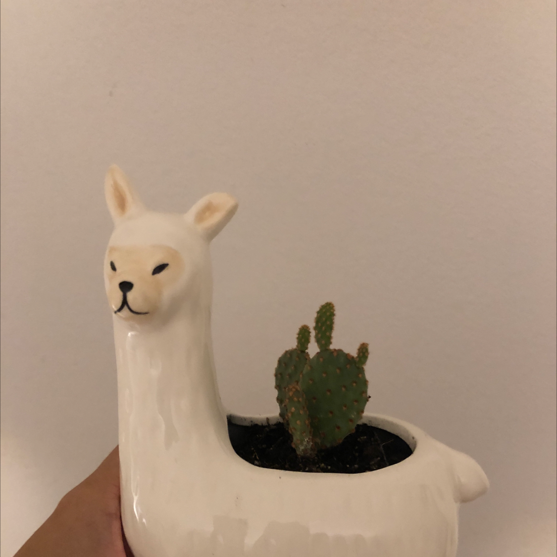 Photo of the plant species Chenille Pricklypear by @laurenh25 named Cactus on Greg, the plant care app