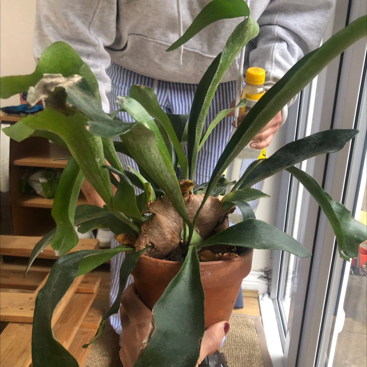 Elkhorn Fern in a pot held by a person with a spray bottle, minor browning on leaves.