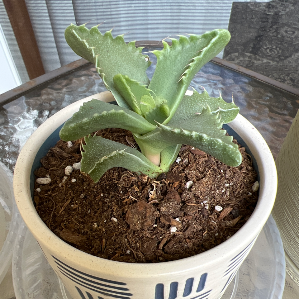 Tiger's Jaw plant in a pot with visible soil, well-framed and in focus.