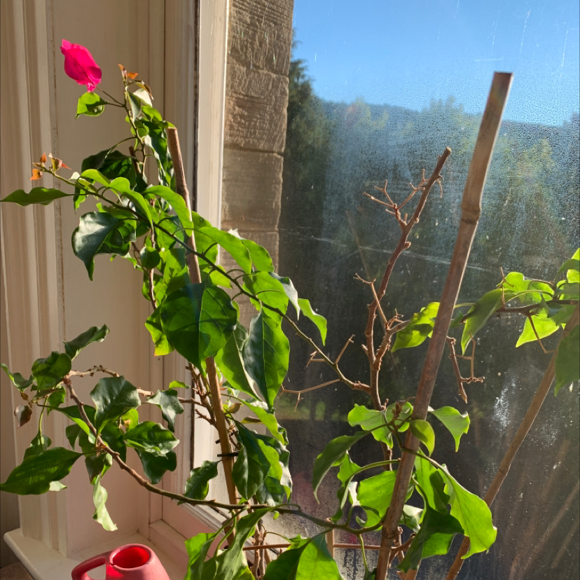 Bougainvillea plant near a window with some yellowing and browning leaves, and a single flower.
