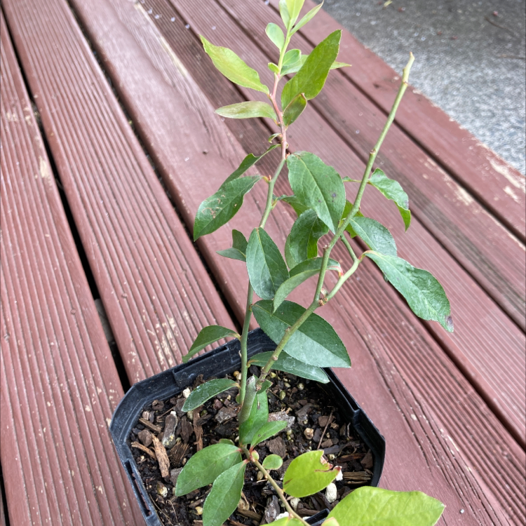 Young American Blueberry plant in a small pot on a wooden surface.