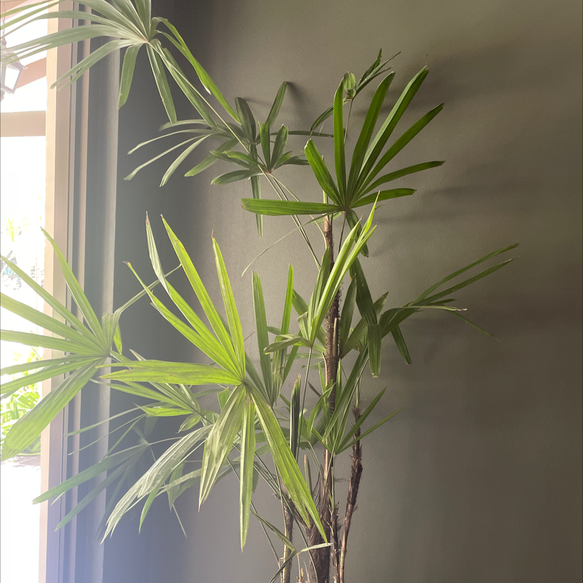 Rhapis Palm Is Not Toxic To Dogs 🐶