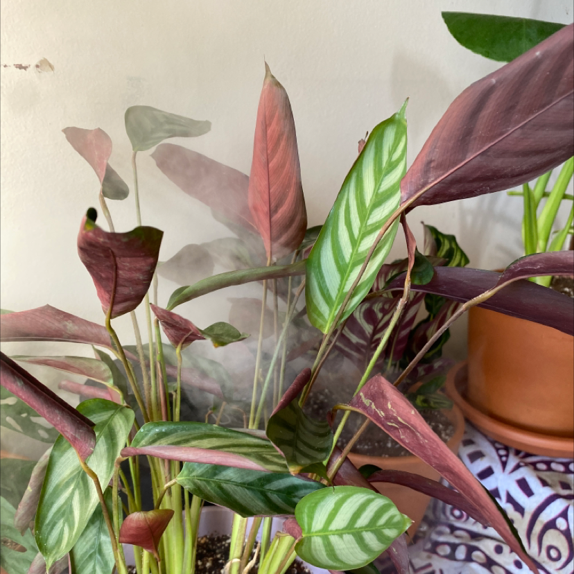 Never Never Ctenanthe plant photo by Aireal named Athena on Greg, the plant care app.