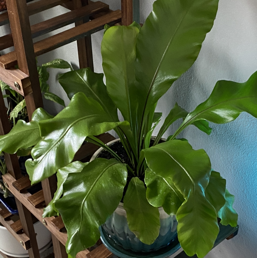 Chrissy Fern plant photo by @Hooligan9892 named Bird’s Nest on Greg, the plant care app.