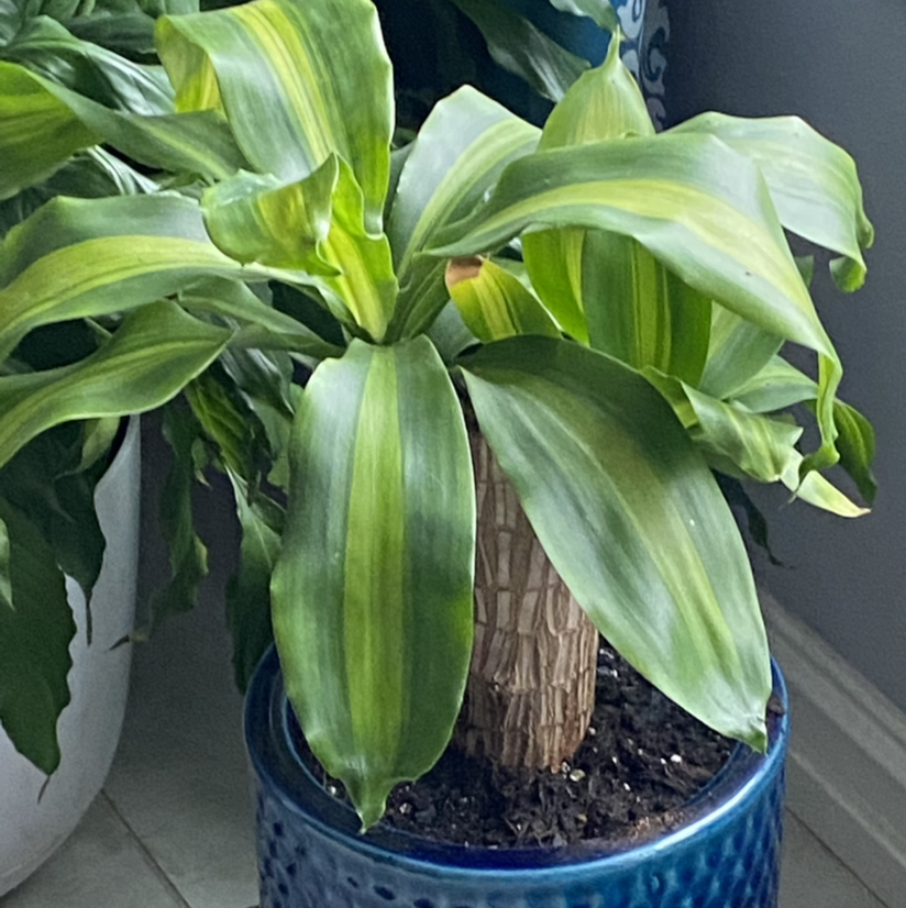Cornstalk Dracaena plant photo by @Hooligan9892 named Slow Pokey on Greg, the plant care app.