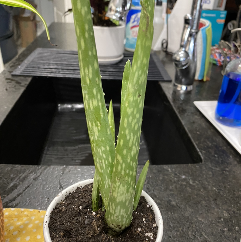 Aloe vera plant photo by @Hooligan9892 named Dr. Aloe on Greg, the plant care app.