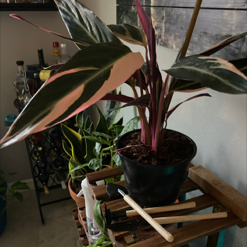 Photo of the plant species Triostar Stromanthe by @Hooligan9892 named Prayer Plant on Greg, the plant care app