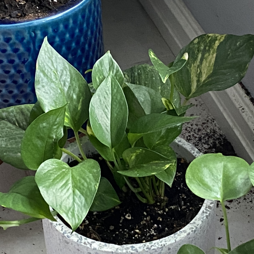 Taro Vine plant photo by @Hooligan9892 named Pothos on Greg, the plant care app.