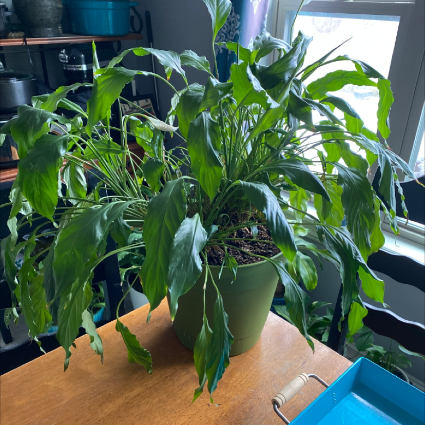Peace Lily plant photo by @Hooligan9892 named Peace Lilly on Greg, the plant care app.