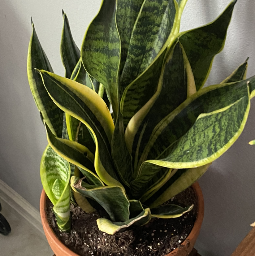 Snake Plant plant photo by @Hooligan9892 named Mama Snake on Greg, the plant care app.