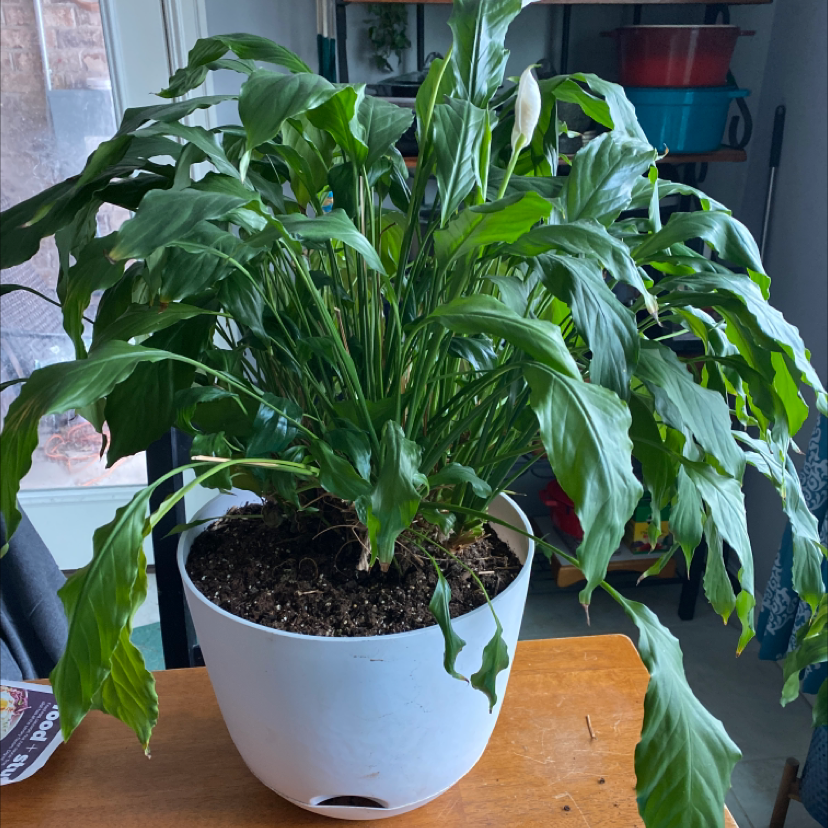 Peace Lily plant photo by @Hooligan9892 named Peace Lilly II on Greg, the plant care app.