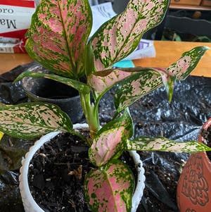 Aglaonema 'Pink Splash' plant photo by @Hooligan9892 named Pink Aglaonema Chinese Evergreen on Greg, the plant care app.