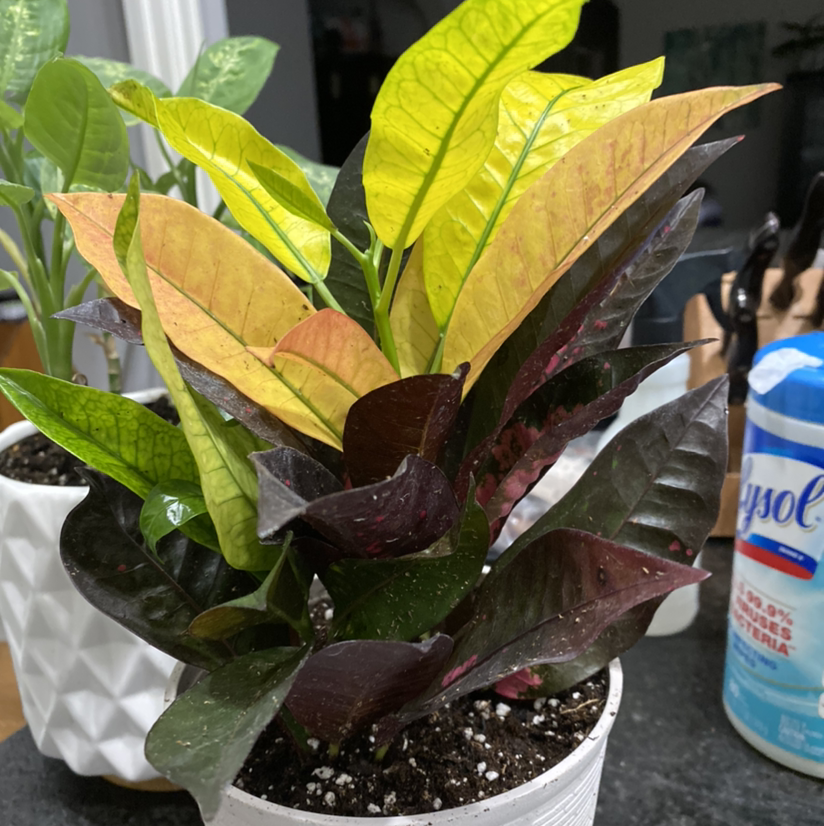 Photo of the plant species Iceton Croton by @Hooligan9892 named Amarilla on Greg, the plant care app