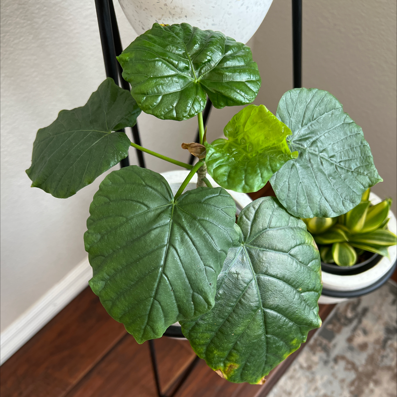 Ficus umbellata plant with large, glossy green leaves and slight yellowing on one leaf.