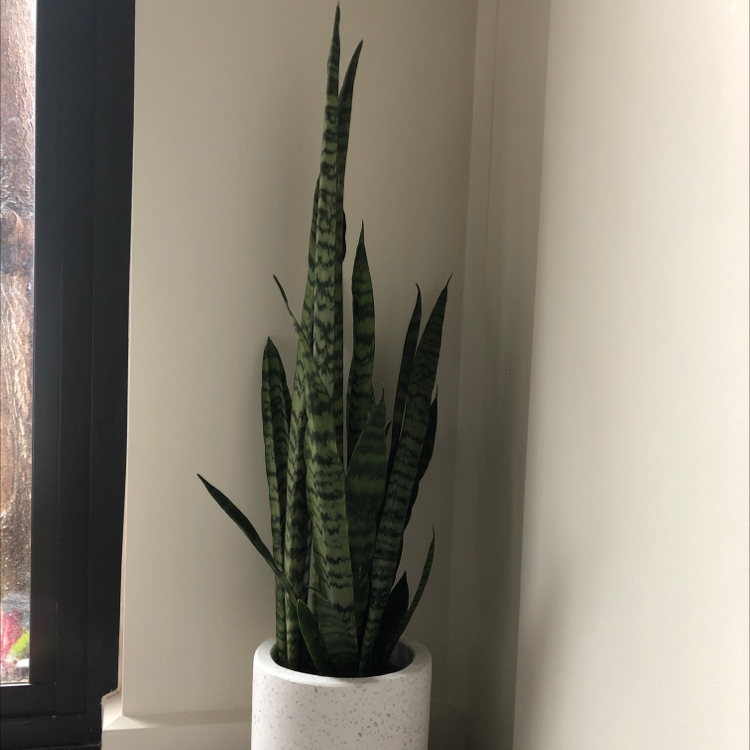 Snake Plant plant photo by Ava named Basilisk on Greg, the plant care app.