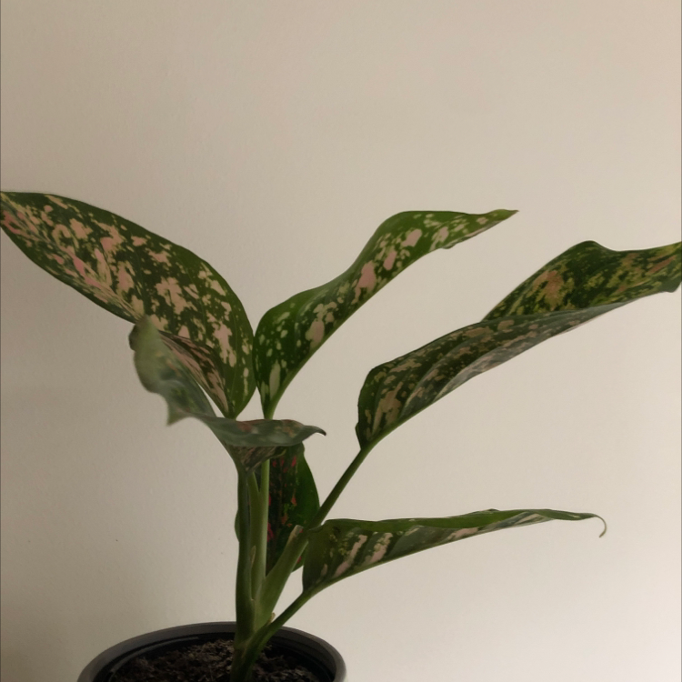 Dieffenbachia plant photo by Ava named Flamingo🦩 on Greg, the plant care app.