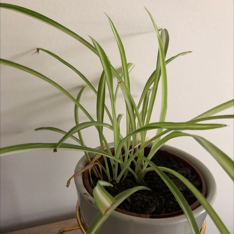 Spider Plant plant photo by Ava named Vivvian on Greg, the plant care app.