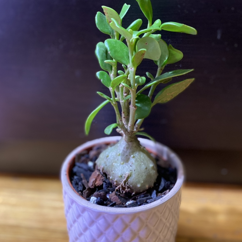 Photo of the plant species Ant Plant by Bhin named Hydnophytum papuanum on Greg, the plant care app