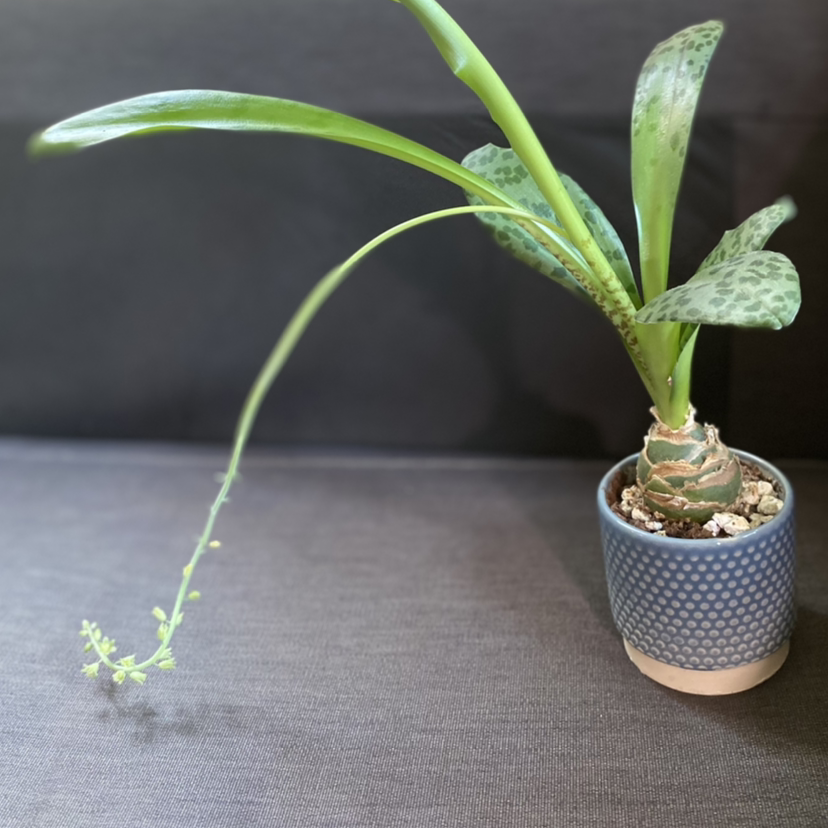 Photo of the plant species Resnova maxima by Bhin named Resnova Maxima on Greg, the plant care app