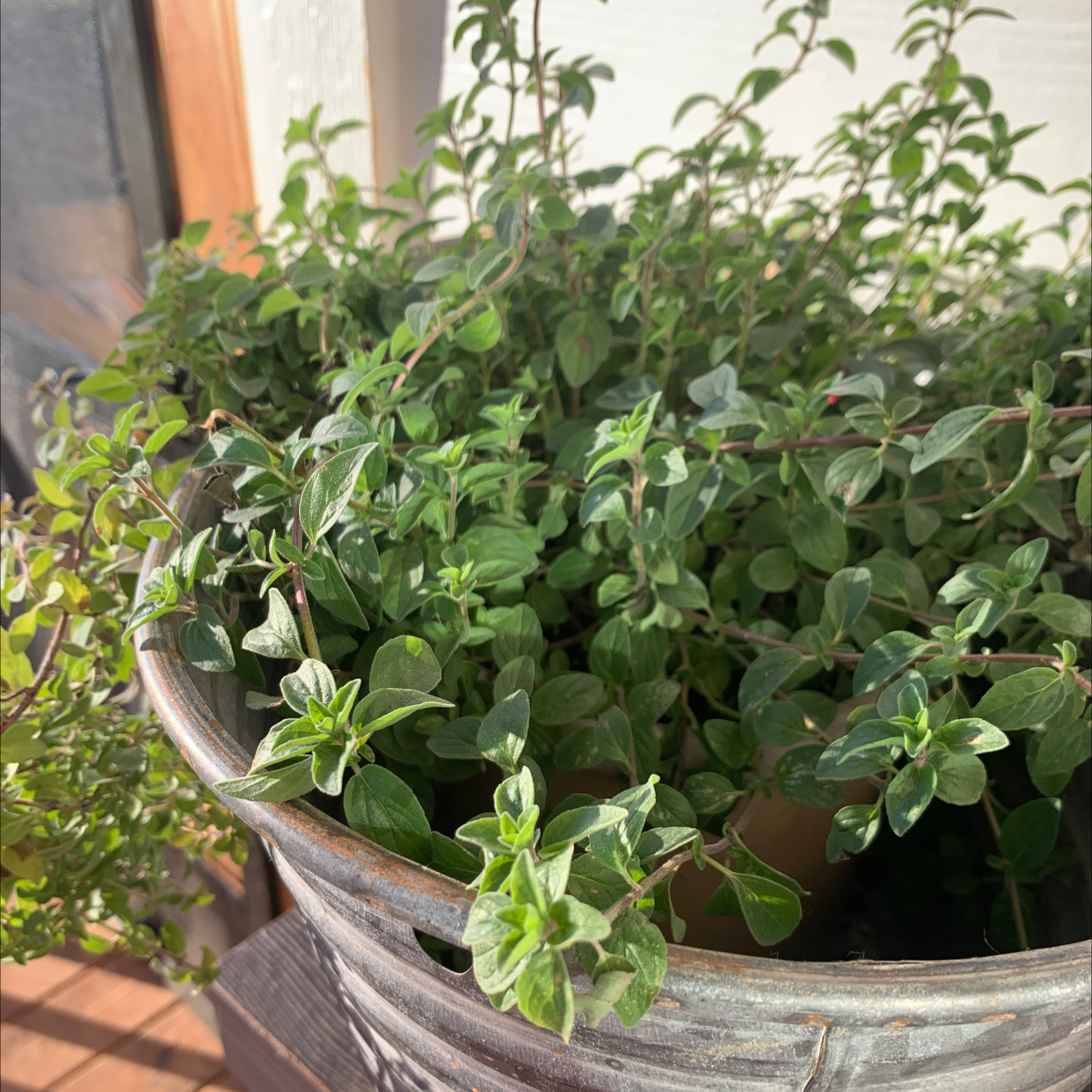 Healthy potted oregano plant with dense green foliage growing in a weathered terracotta pot outdoors.