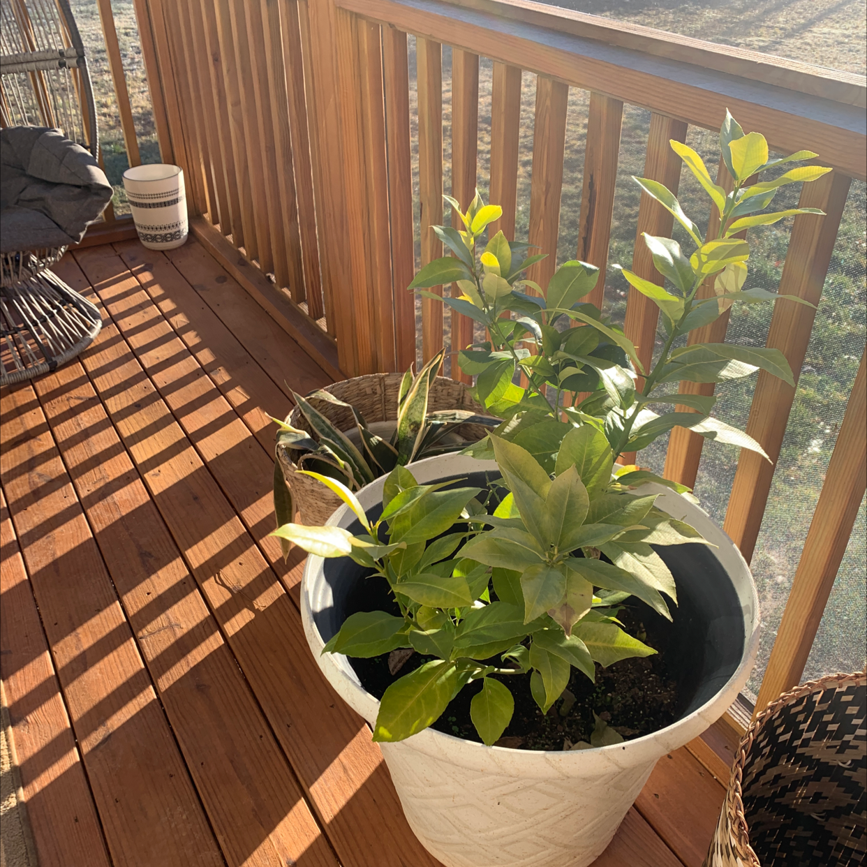 Potted lemon plant on a wooden deck with vibrant green leaves.
