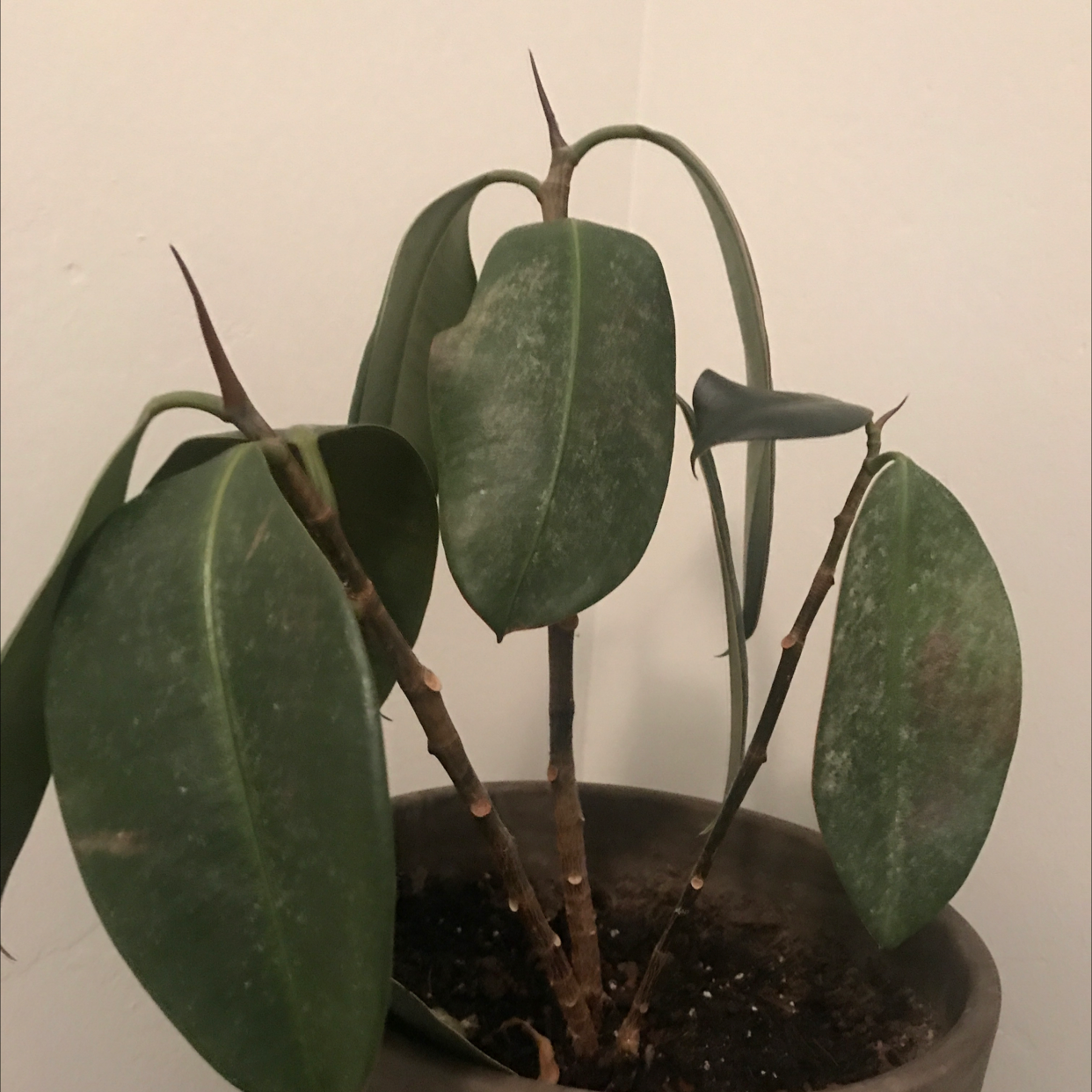 Rubber Plant plant photo by @ellesplantdisaster named Harmony on Greg, the plant care app.