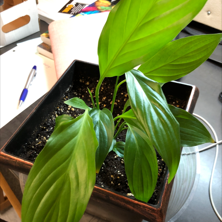 Peace Lily plant photo by Lacey named Sproutacus on Greg, the plant care app.