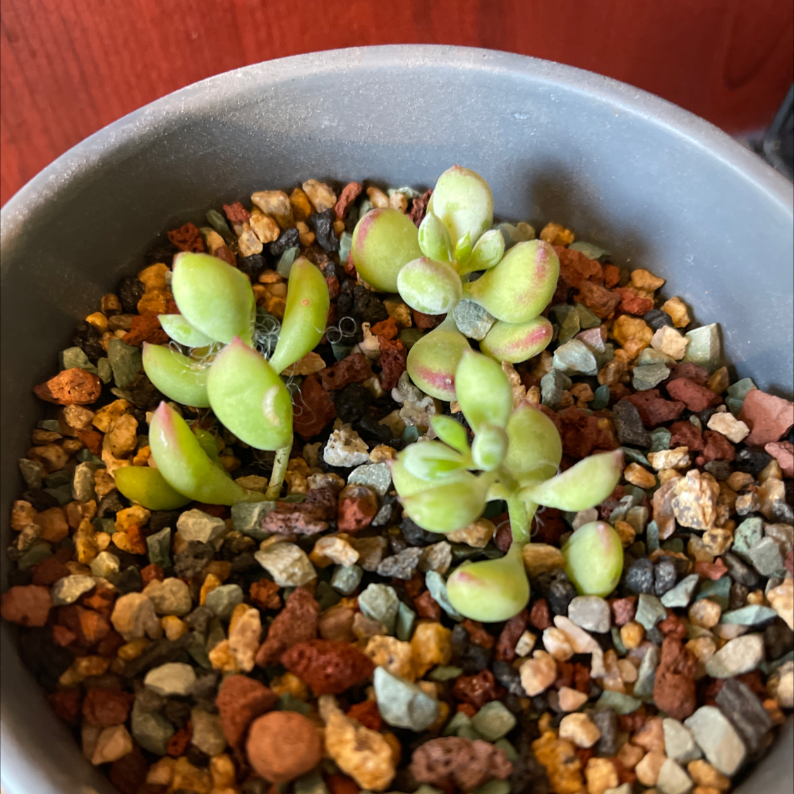 Cliff Cotyledon succulent plant in a pot with rocky soil, healthy green leaves with red tinges.