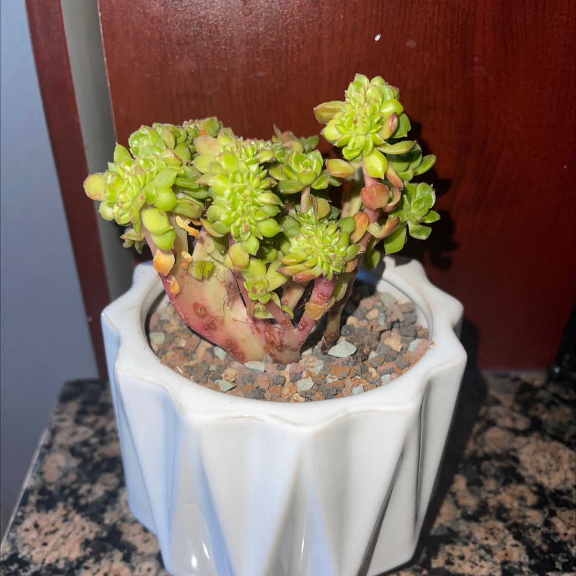 Photo of the plant species Crested Letizia by @Melusere9cc1e65 named Sedeveria Crested Letizia on Greg, the plant care app