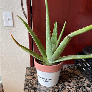 Aloe vera plant in Broomfield, Colorado