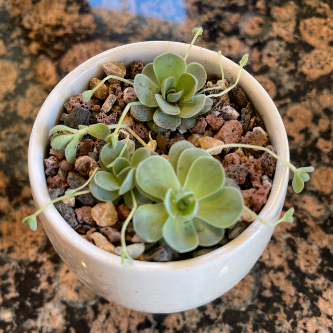 Potted Dunce Cap succulent plant with visible soil and healthy leaves.