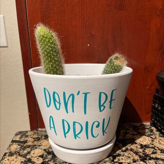 Monkey Tail Cactus plant in Broomfield, Colorado