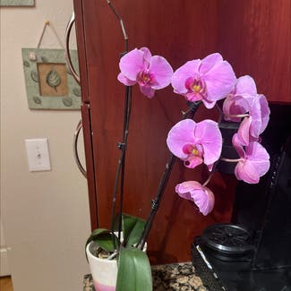 Orchid plant in Broomfield, Colorado