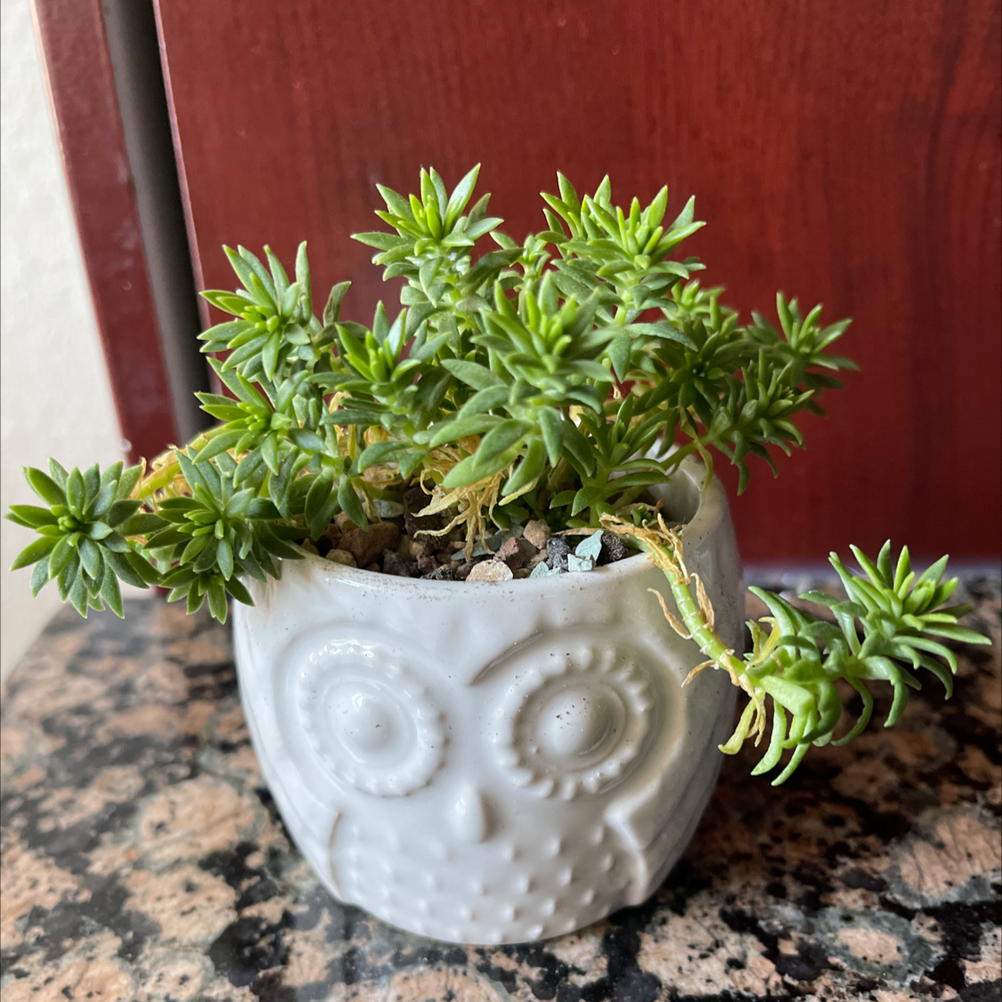 Annual Stonecrop plant in a decorative owl-shaped pot on a granite surface.