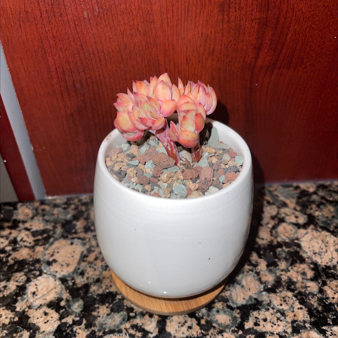 Plant care for Cereus on Greg, the plant care app