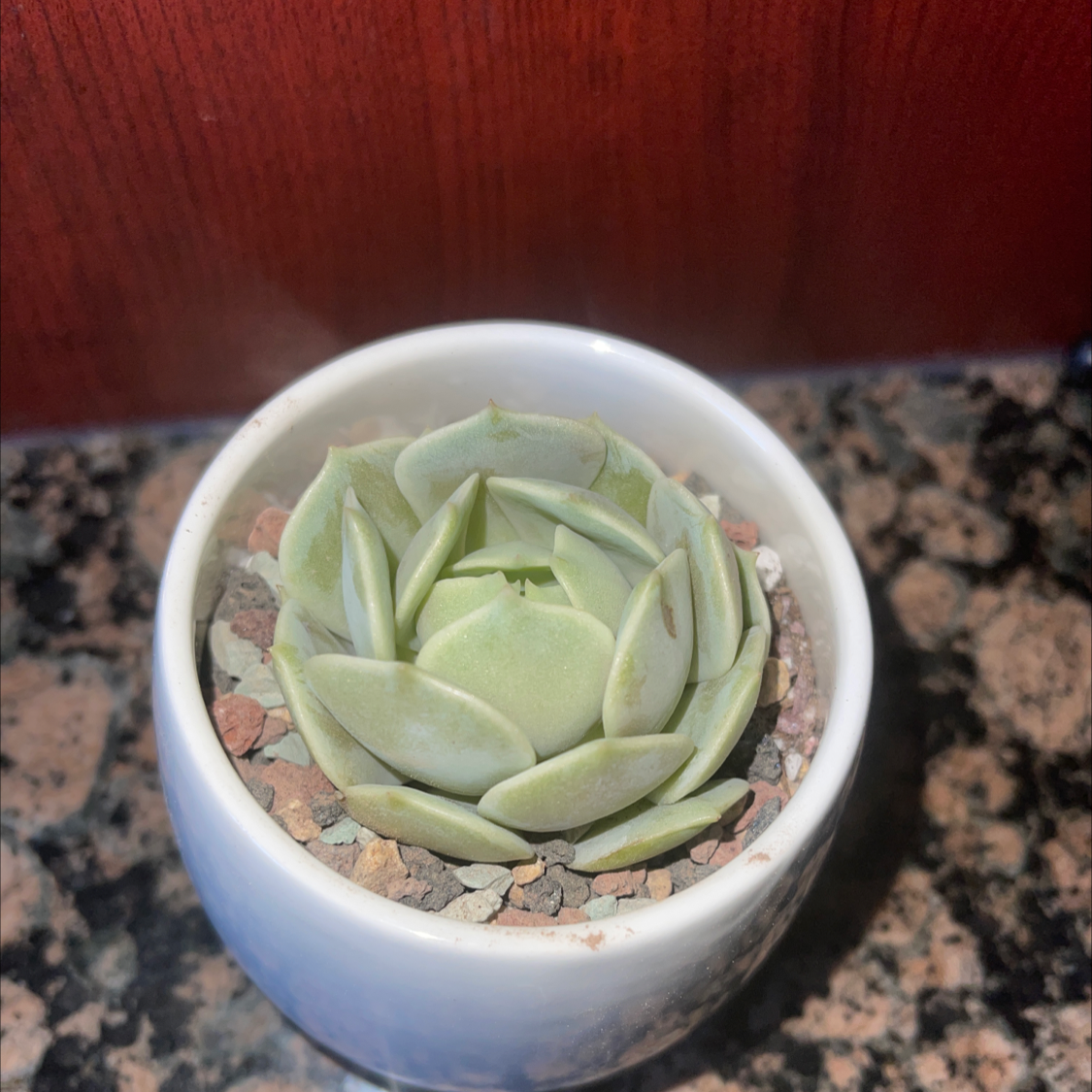 Photo of the plant species Echeveria 'Lola' by @Melusere9cc1e65 named Lola on Greg, the plant care app