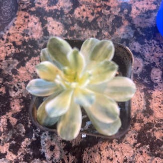Aeonium castello-paivae variegata 'Suncup' plant in Broomfield, Colorado