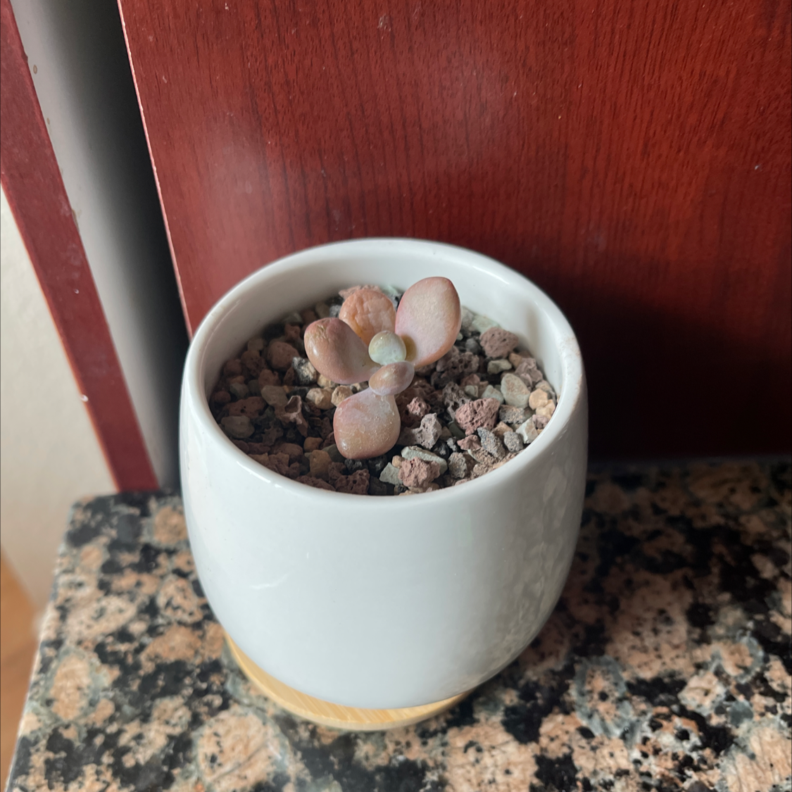 Pink Moonstones succulent in a white pot with rocky soil on a granite surface.